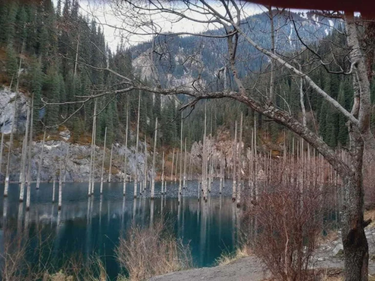 Submerged spruce trunks standing in the turquoise water of Kaindy Lake
