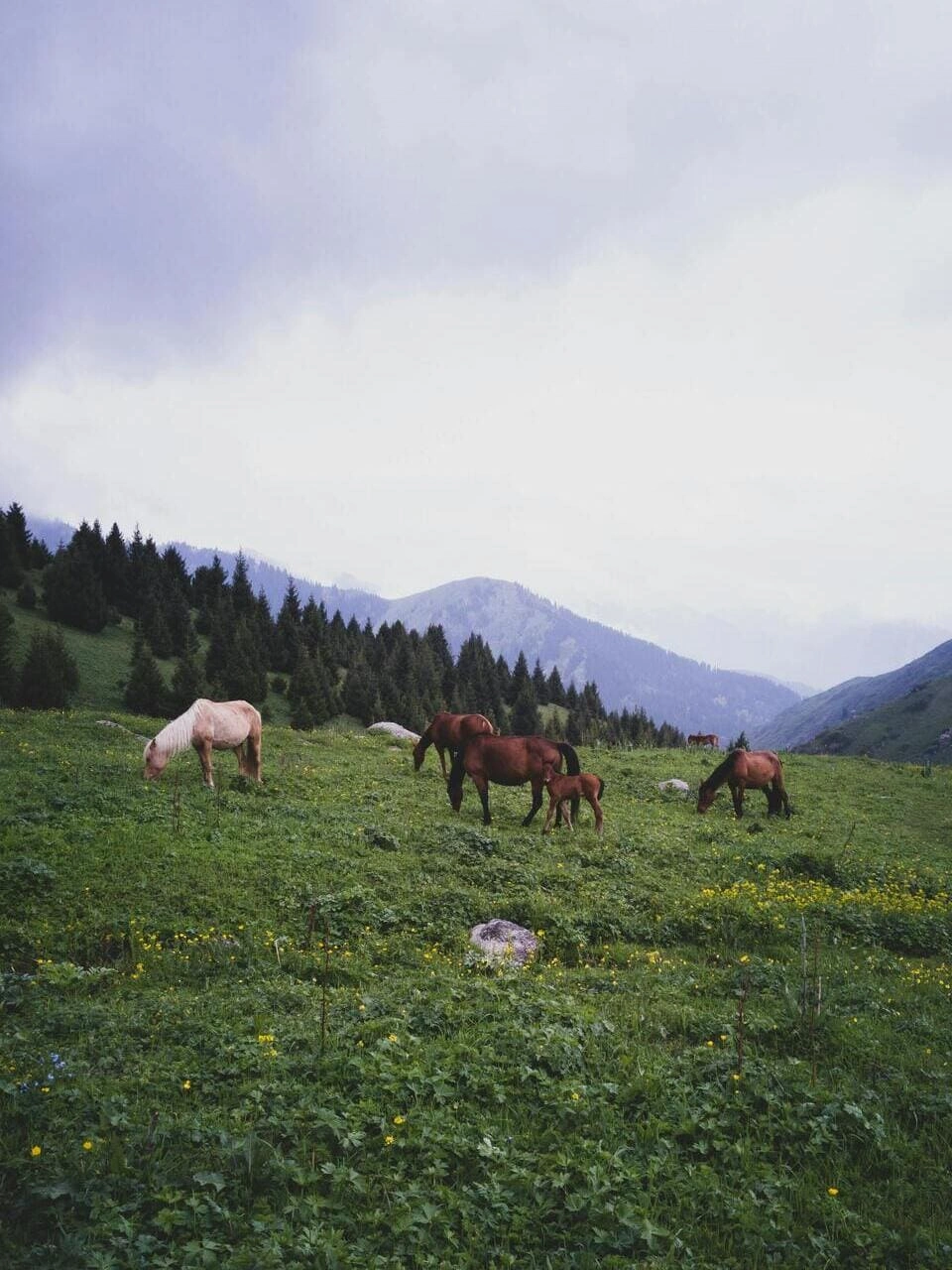Wild horses grazing in the meadows of Kolsai Lakes National Park