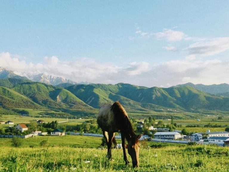 horse grazing with almaty mountains in background